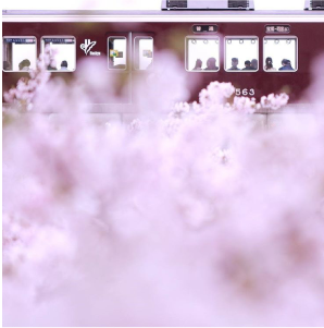 写真：桜色に染まる街