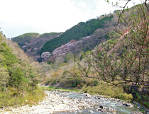 桜の園（亦楽山荘）の写真